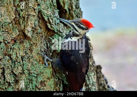 Un picchio Pileated (Dryocopus pileatus); foraging su un tronco grande dell'albero sull'isola di Vancouver British Columbia Canada Foto Stock