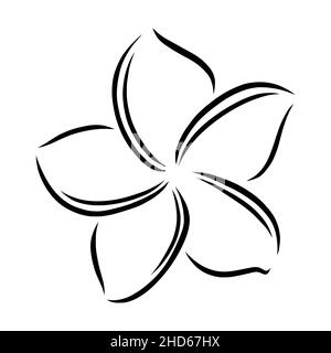 Frangipani o plumeria esotico fiore estivo. Frangipani inciso isolato su sfondo bianco. Illustrazione vettoriale del contorno Illustrazione Vettoriale