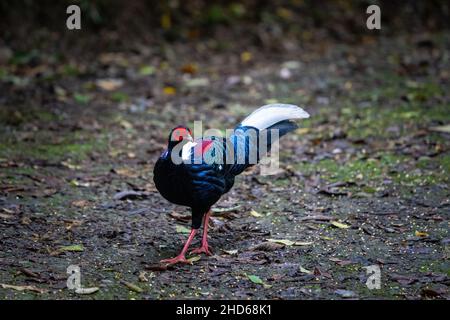 Fagiano di Svensson (Lophura swinhoii) adulto maschile, secretivo, bel fagiano endemico nelle montagne di Taiwan. Contea di Yilan, Taiwan. 2021. Foto Stock