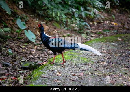 Fagiano di Svensson (Lophura swinhoii) adulto maschile, secretivo, bel fagiano endemico nelle montagne di Taiwan. Contea di Yilan, Taiwan. 2021. Foto Stock