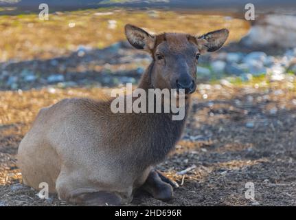 Alce femmina o Cervus canadensis. Elk. Primo piano di alci femminili nel parco in Canada. Messa a fuoco selettiva, senza persone, foto di viaggio Foto Stock