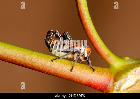 Verde gum leafhopper ninfa, Eurymeloides pulchra, con formica sul dorso. Le formiche circondano le tramogge per la dolce 'rugiada di miele' ecceted da them.The presenza o Foto Stock