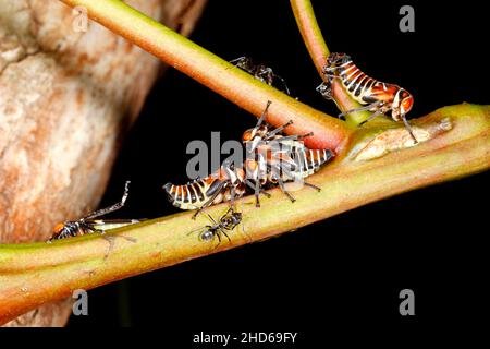 Ninfe a foglia di gum verde, Eurymeloides pulchra, con formiche. Le formiche circondano le tramogge per la dolce 'rugiada di miele' ecceted da loro. La presenza di formica Foto Stock