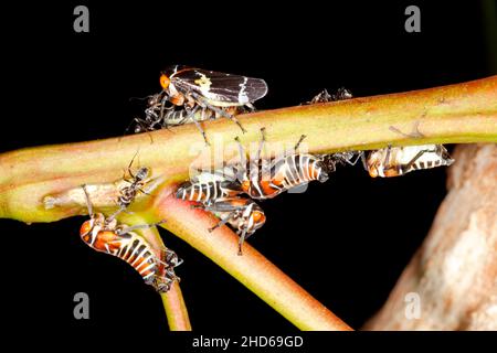 Ninfe a foglie di gum verde e un adulto, Eurymeloides pulchra, con formiche. Le formiche circondano le tramogge per la dolce 'rugiada di miele' ecceted da loro. Il p Foto Stock