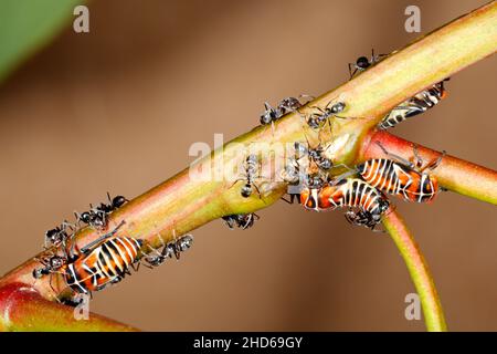 Ninfe a foglia di gum verde, Eurymeloides pulchra, con formiche. Le formiche circondano le tramogge per la dolce 'rugiada di miele' ecceted da loro. La presenza di formica Foto Stock