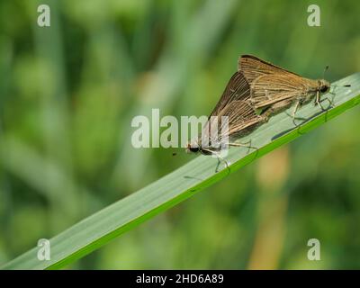 Due grandi farfalle Swift con marchio che si accoppiano sulla foglia con sfondo verde naturale, disegno a punti bianchi sulle ali marroni della farfalla tropicale Foto Stock