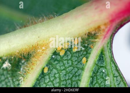 Panonychus ulmi - l'acaro rosso europeo, è una specie che è una specie agricola maggiore di alberi da frutto in frutteti e giardini. Larve sulle foglie. Foto Stock