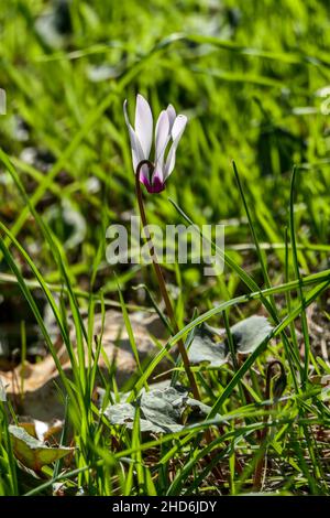 Fiore di ciclamino rosa a crescita selvaggia primo piano su sfondo sfocato di erba verde Foto Stock