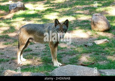 lupo mongolo con contatto visivo con l'osservatore. predatore rilassato fotografato individualmente. il lupo è una specie minacciata Foto Stock