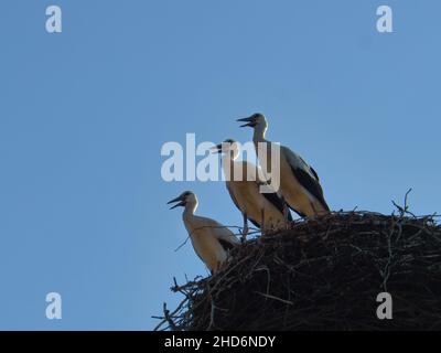 Tre cicogne bianche nel nido su un camino nel Brandeburgo. Ogni anno i genitori vengono qui in primavera per riprodursi. Foto Stock