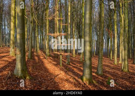 La luce autunnale illumina un tappeto di foglie nel mio legno di faggio locale Foto Stock