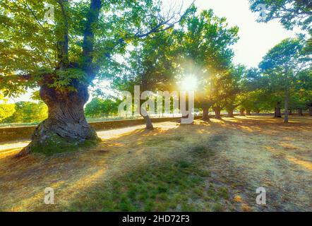 Antichi castagni al tramonto nel Santuario di la Alcobilla situato su un antico tempio celtico. Zamora, Spagna Foto Stock