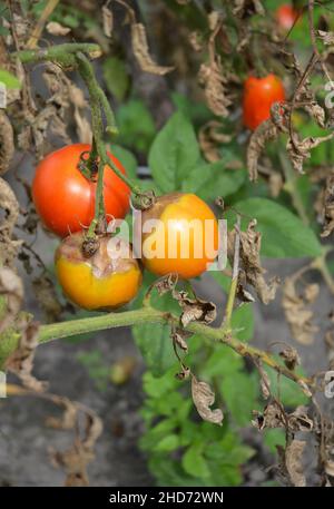 Malattia di muffa downy del pomodoro. Un primo piano di una pianta di pomodoro con pomodori marci e foglie secche infettate dalla malattia della muffa. Foto Stock