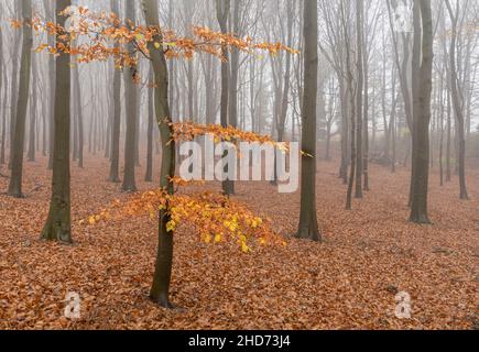 La luce autunnale illumina un tappeto di foglie nel mio legno di faggio locale Foto Stock