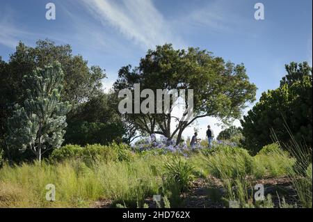 Una proposta di matrimonio nei giardini Kirstensbosch di Città del Capo e l'apice di una rete di giardini di conservazione in Sudafrica Foto Stock