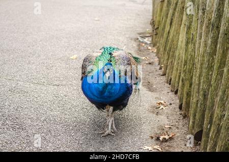 Un Peacock elegante e bello sta facendo una passeggiata al Parco Zoo. Ha piume dai colori luminosi Foto Stock