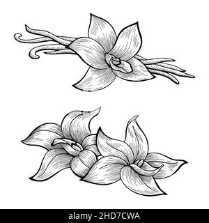 Baccello vaniglia fiore bianco nero isolato disegno vettore illustrazione set Illustrazione Vettoriale