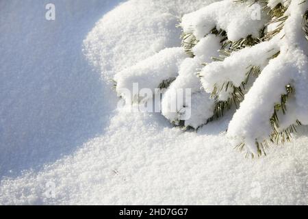 Primo piano innevato ramo di albero. Sfondo invernale Foto Stock