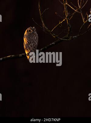 Un gufo selvatico di prora corta (Asio flammeus) arroccato al tramonto, Norfolk Foto Stock