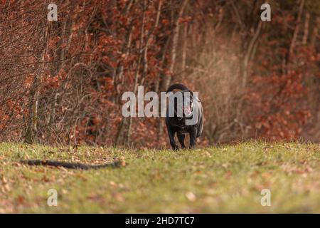 Ritratto di un anziano labrador retriever cane che corre felicemente attraverso un prato autunnale Foto Stock