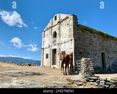 Cavalli di fronte alla Cappella di San Bertuli a Monacia-d'Orezza. Castagniccia, Corsica. Foto Stock