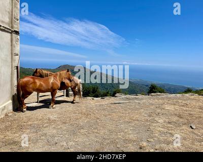 Cavalli di fronte alla Cappella di San Bertuli in Monacia-d'Orezza, mare sullo sfondo. Castagniccia, Corsica. Foto Stock