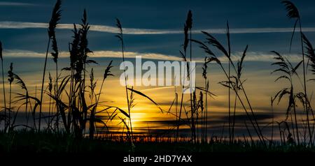 silhouette paesaggistica di spike di erba con alba sullo sfondo Foto Stock