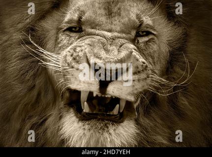 Primo piano di leone maschile aspetto molto aggressivo. Conversione tonificante Serengeti. Foto Stock