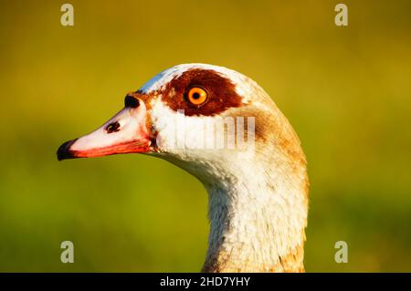 Ritratto di un'oca egiziana alla luce del mattino. Foto Stock