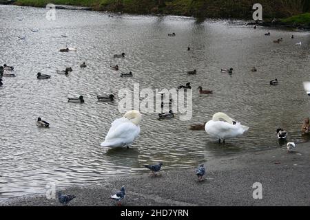 Cigni e anatre su un laghetto presso Apex Leisure & Wildlife Park a burnham sul mare highbridge somerset inghilterra uk Foto Stock