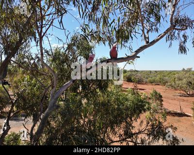 Creato dalla fotocamera dji, due cockatoo nel Pilbara Foto Stock