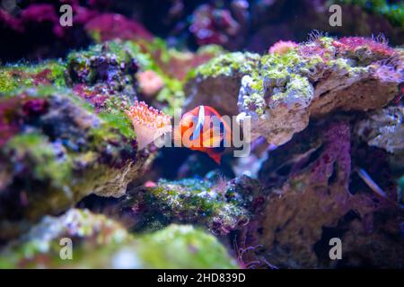 Bellissimo acquario con diversi tipi di pesci e coralli nella luce al neon  a Praga, repubblica Ceca Foto stock - Alamy