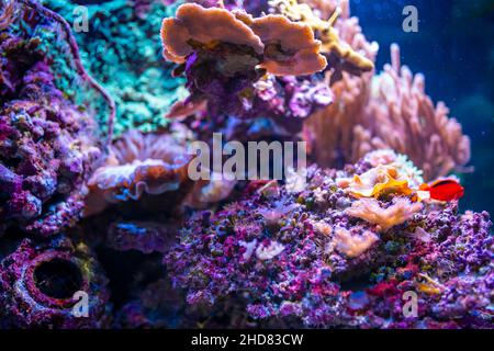 Bellissimo acquario con diversi tipi di pesci e coralli nella luce al neon a Praga, repubblica Ceca Foto Stock