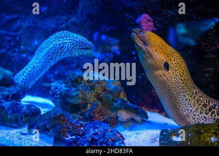 Bellissimo acquario con diversi tipi di morano e coralli nella luce al neon a Praga, repubblica Ceca Foto Stock