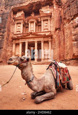 Cammello di fronte al tempio principale (al-Khazneh - Tesoro) a Petra, Giordania. Gli animali sono usati per guidare i turisti Foto Stock