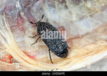 Dermestes murinus della famiglia Dermestidae un coleotteri della pelle. Scarabeo sul pesce morto. Foto Stock