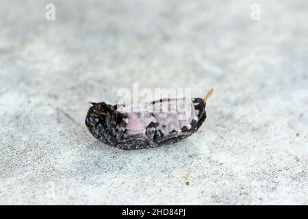 Dermestes murinus della famiglia Dermestidae un coleotteri della pelle. Foto Stock