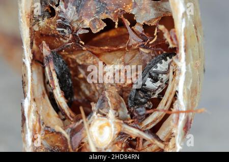 Dermestes murinus della famiglia Dermestidae un coleotteri della pelle. Scarabeo sul pesce morto. Foto Stock