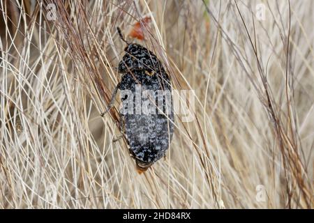 Coleotteri della pelle - Dermestes murinus della famiglia Dermestidae. Un coleottero sulla pelliccia di un animale morto. Foto Stock