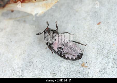 Dermestes murinus della famiglia Dermestidae un coleotteri della pelle. Foto Stock