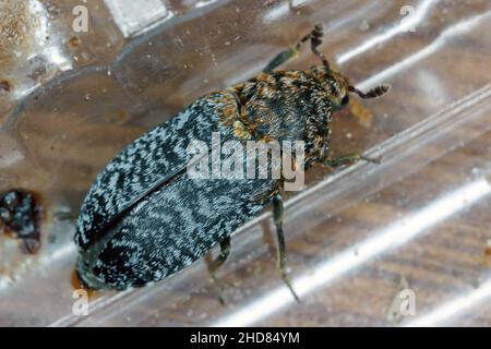 Il Beetle di Dermestes undulatus è un uccello della famiglia degli Psittacidi. Foto Stock