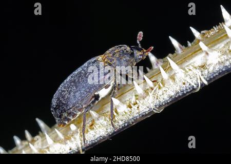 Dermestes undulatus è un uccello della famiglia degli Psittacidi. Scarabeo sul pesce morto. Foto Stock