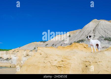 Un cane di razza con un puntatore a croce e un terrier volpe, con occhi di nocciolo, vicino a pendici di argilla blu e calcare. Foto Stock