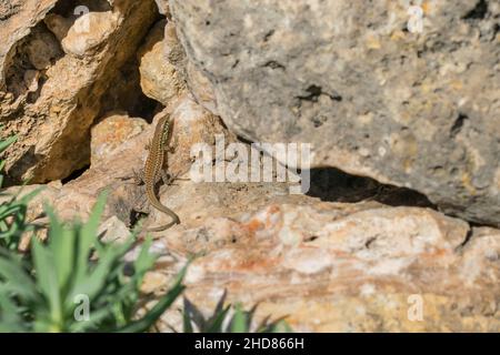 Donna Maltese Wall Lizard, o Filfola Lizard, Podarcis filfolensis crogiolando al sole, a Malta Foto Stock