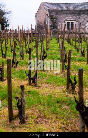 Vigneto Côte du Rhône nel parco Jardin des Doms Petite ad Avignone, Francia. Foto Stock