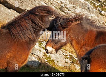 Traprain Law, East Lothian, Scozia, Regno Unito. 4th gennaio 2022. La legge ospita 12 pony di Exmoor, Chi vi pascola dal 2011, dopo mesi i pony godono ancora una volta della libertà di pascolo sulla cima come alla fine del 2021 la porta sud-ovest è stato aperto per consentire loro libero accesso al loro vecchio terreno di schiaffo con vista su Lothian Est. I pony sono stati originariamente introdotti a Traprain per motivi di conservazione, compreso il controllo degli incendi selvatici a causa di erbe lunghe in estate. Bianco d'arco Foto Stock