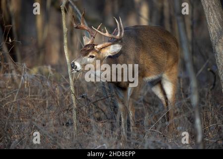 Buck whitetail cervi leccando un piccolo albero. Foto Stock