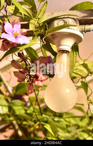 Lampadina e fixture tra fiori e foglie Foto Stock
