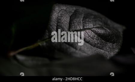 Rosa riflettente Foto Stock