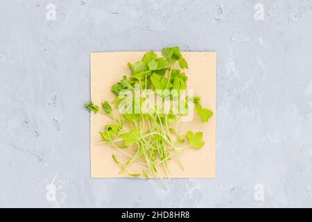 Vista dall'alto piatta dei microgreens freschi di sedano su sfondo grigio di cemento. Stile di vita sano. Germogli crescenti. Concetto di vita verde. Cibo biologico. Foto Stock